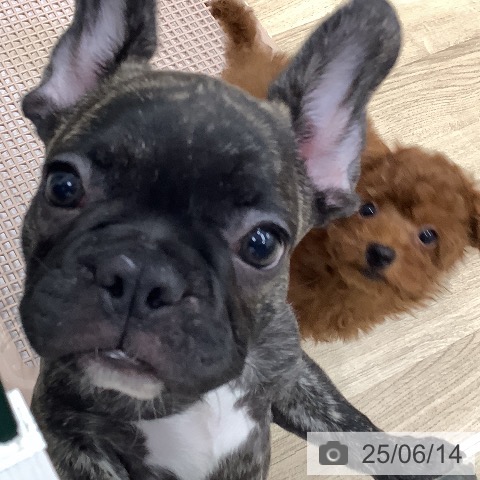 フレンチ・ブルドッグの写真
