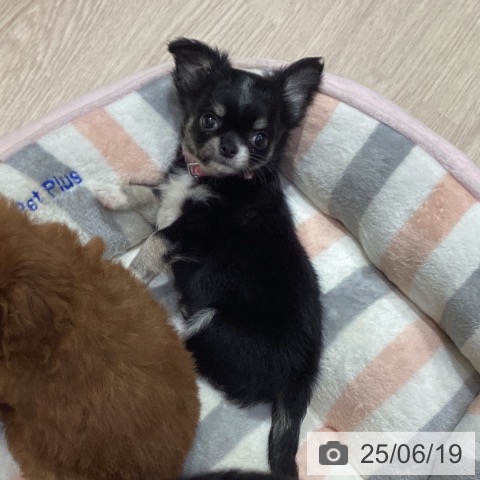 チワワの写真