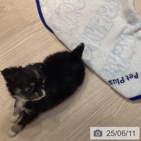 チワワの写真