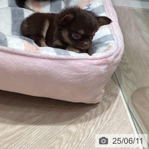 チワワの写真