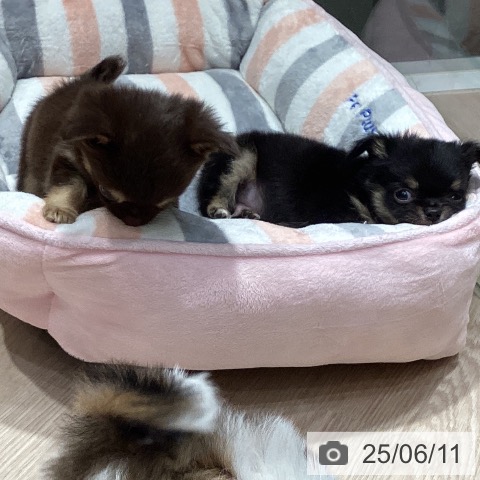 チワワの写真