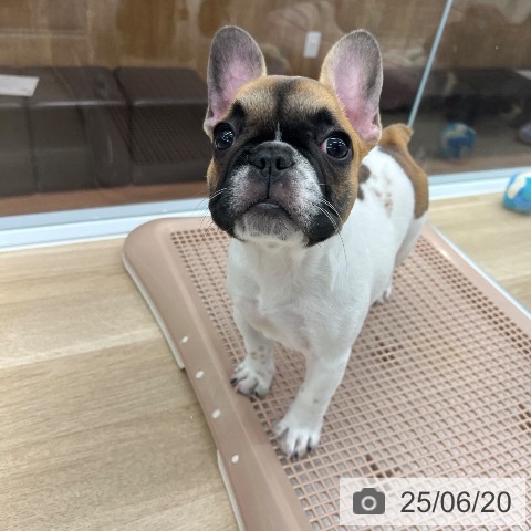 フレンチ・ブルドッグの写真