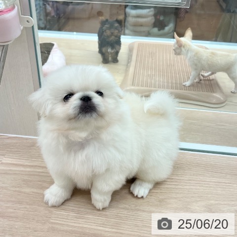 ペキニーズの写真