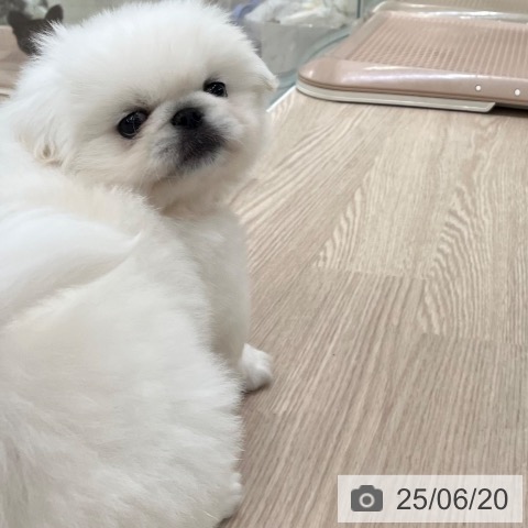 ペキニーズの写真