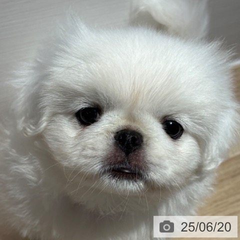 ペキニーズの写真