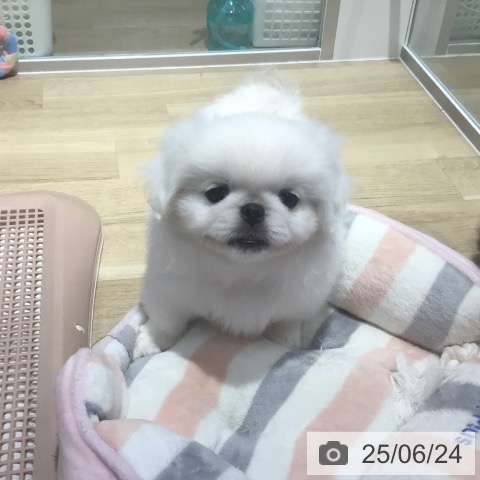 ペキニーズの写真
