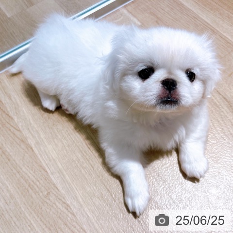 ペキニーズの写真