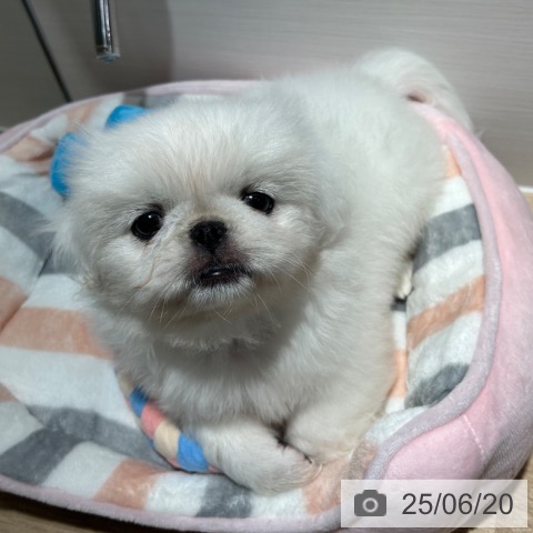 ペキニーズの写真