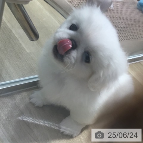 ペキニーズの写真