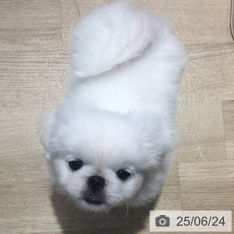 ペキニーズの写真