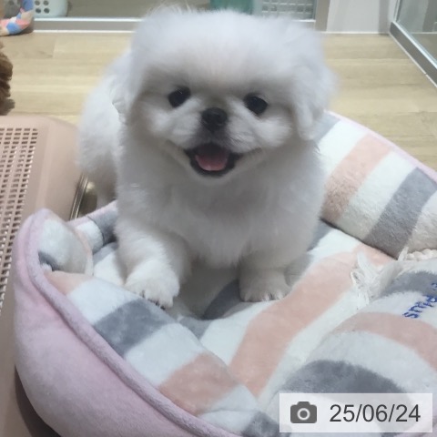 ペキニーズの写真