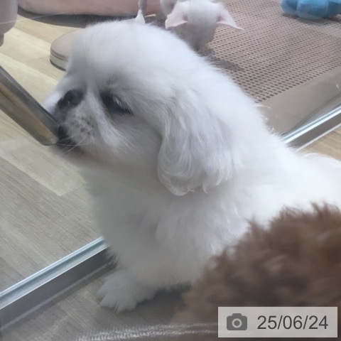 ペキニーズの写真