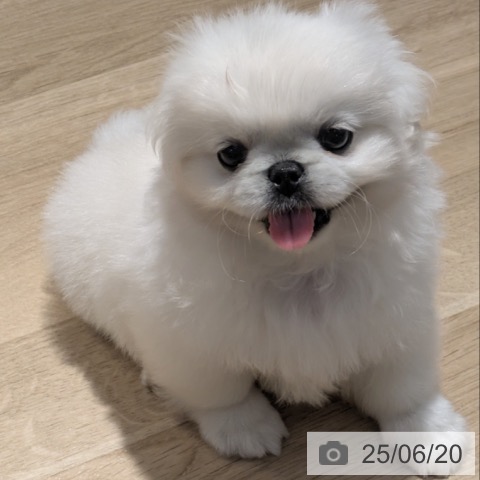 ペキニーズの写真