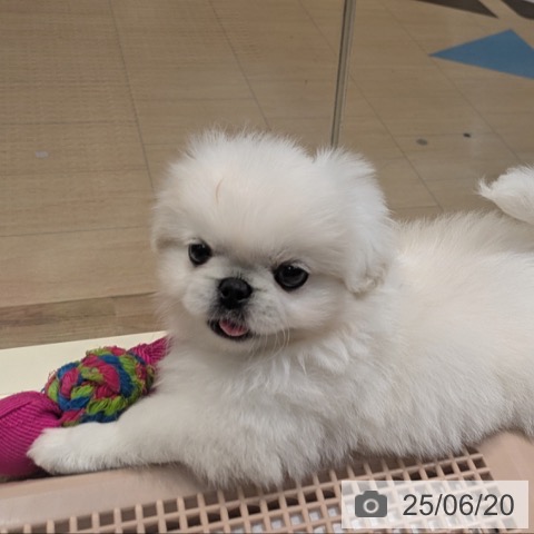 ペキニーズの写真
