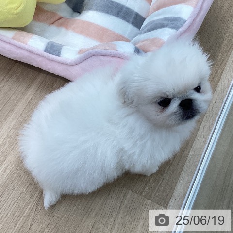 ペキニーズの写真