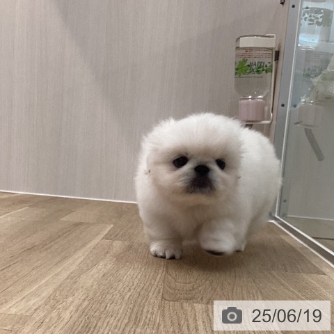 ペキニーズの写真