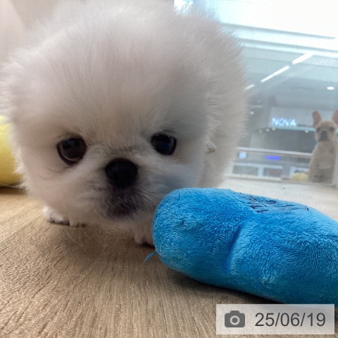 ペキニーズの写真