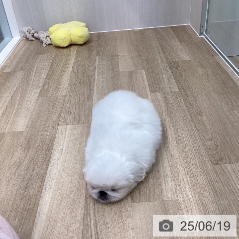 ペキニーズの写真