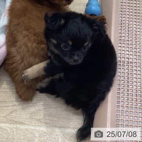 チワワの写真