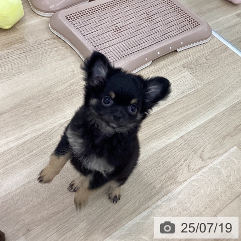 チワワの写真