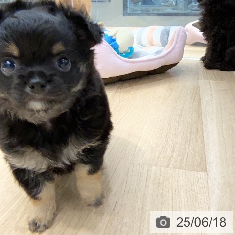チワワの写真