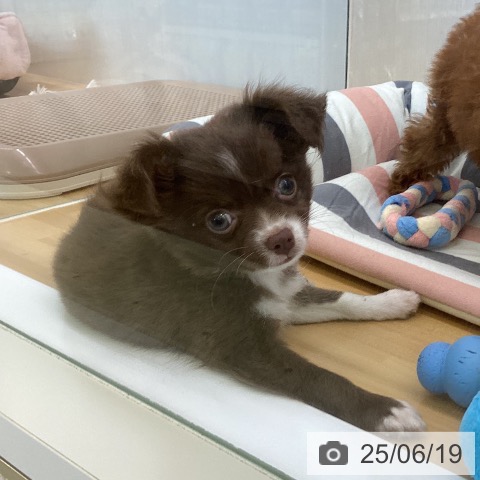 チワワの写真