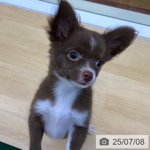チワワの写真