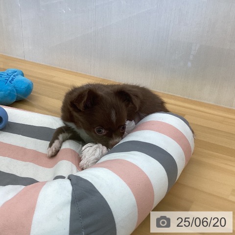 チワワの写真