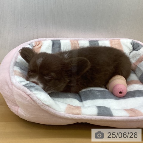 チワワの写真