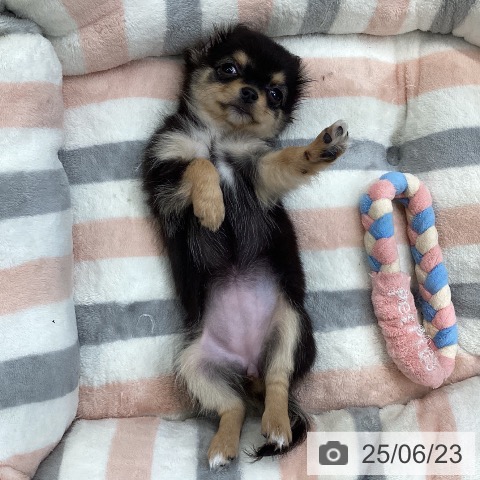 チワワの写真