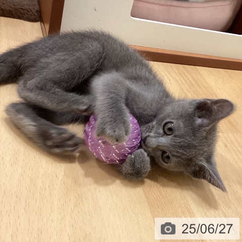 ロシアンブルーの写真