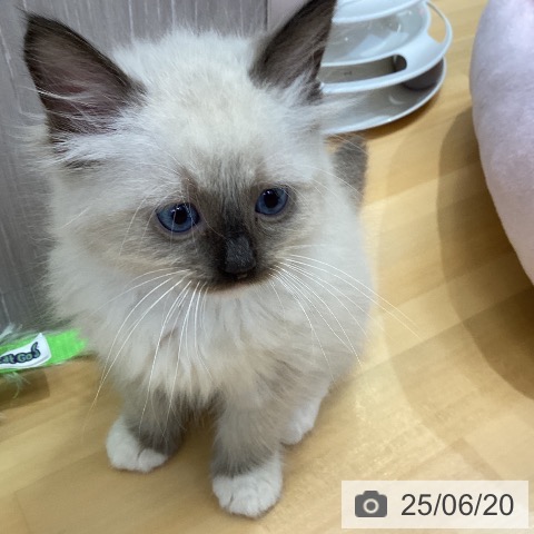 ラグドールの写真