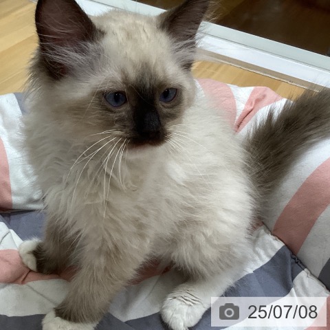 ラグドールの写真
