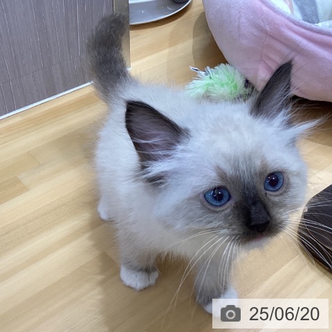 ラグドールの写真