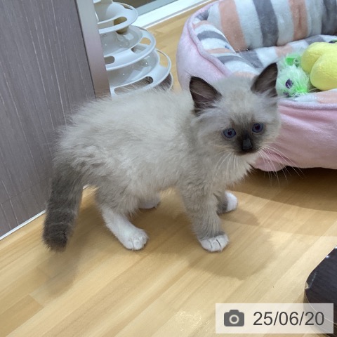 ラグドールの写真
