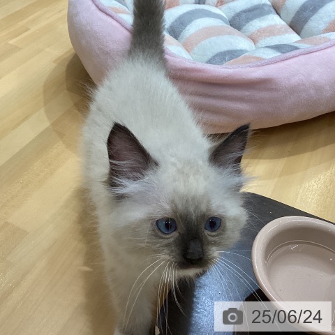 ラグドールの写真