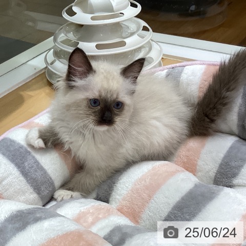 ラグドールの写真