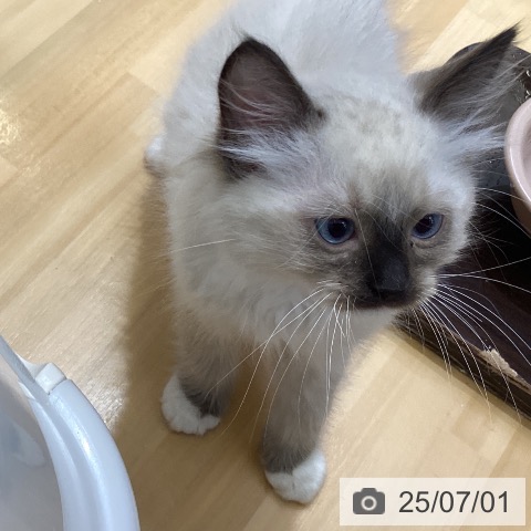 ラグドールの写真