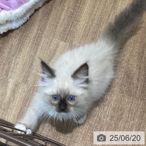 ラグドールの写真