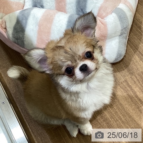 チワワの写真