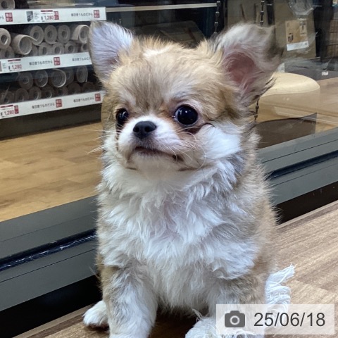 チワワの写真