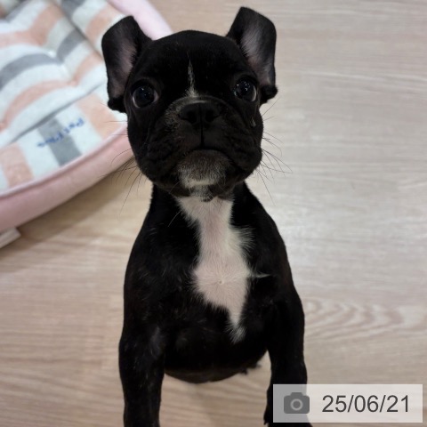フレンチ・ブルドッグの写真