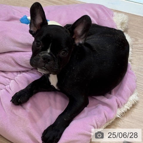 フレンチ・ブルドッグの写真
