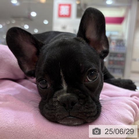 フレンチ・ブルドッグの写真