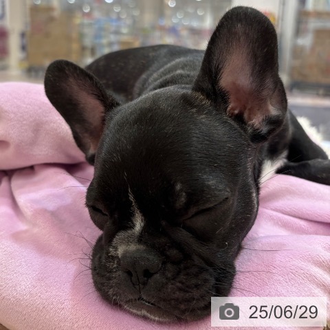 フレンチ・ブルドッグの写真
