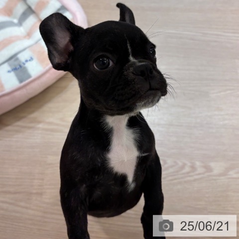 フレンチ・ブルドッグの写真