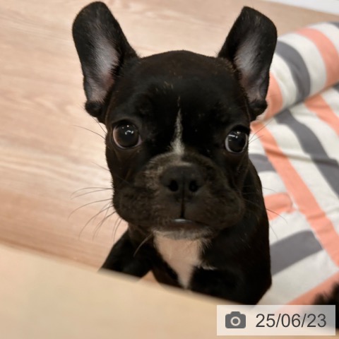 フレンチ・ブルドッグの写真
