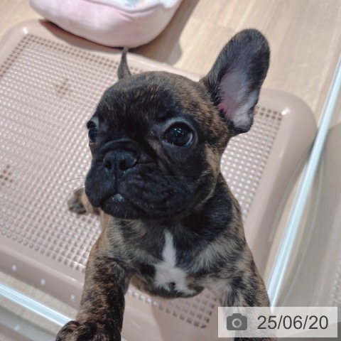 フレンチ・ブルドッグの写真