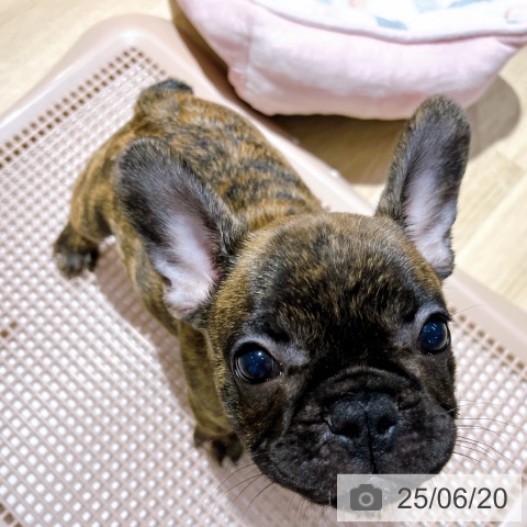 フレンチ・ブルドッグの写真