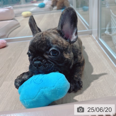 フレンチ・ブルドッグの写真